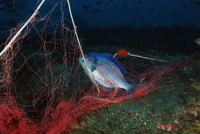 Continua la riproduzione di Spondyliosoma cantharus